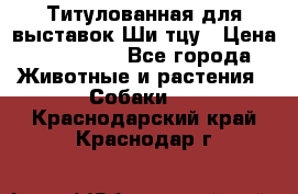 Титулованная для выставок Ши-тцу › Цена ­ 100 000 - Все города Животные и растения » Собаки   . Краснодарский край,Краснодар г.